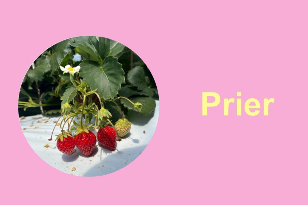 🍓いちご狩り🍓