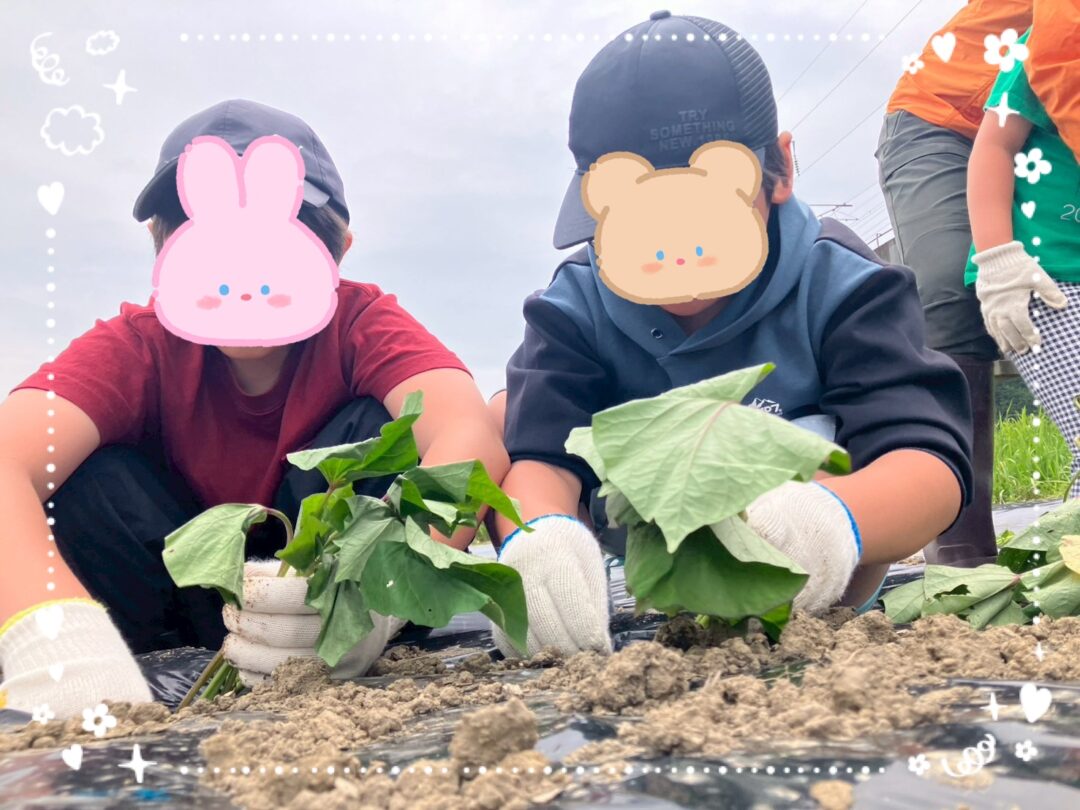 「おいもの苗植え体験🌱2025年」【CH宇部】