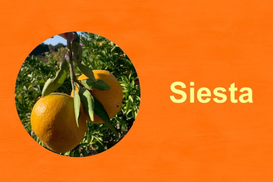 🍊みかん狩り🍊