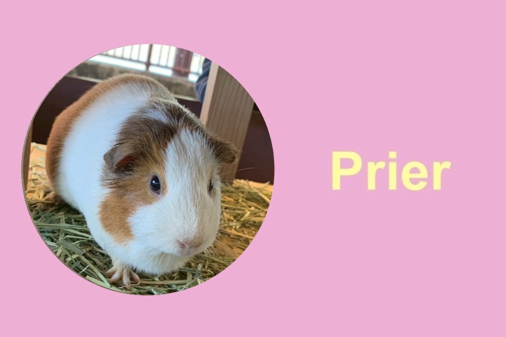 大牟田動物園に行きました🐇