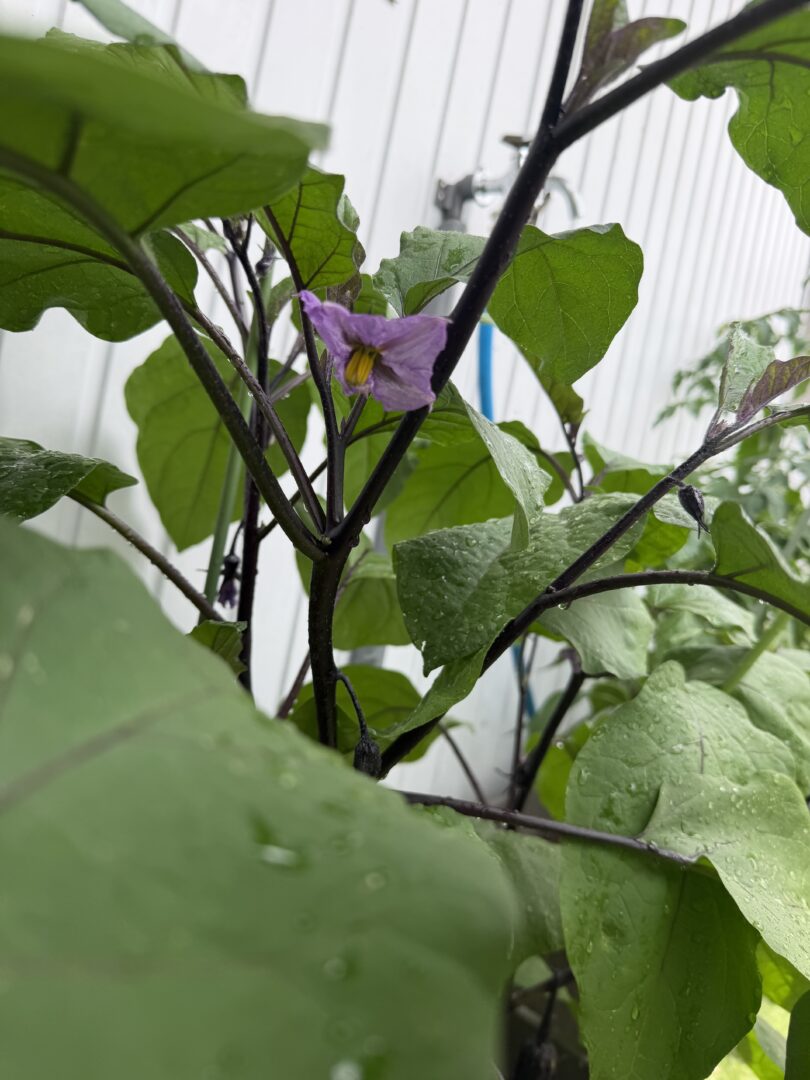 【CHまきの】チャイルド菜園始めました